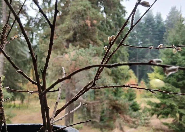 Rila Mountain Design Studio, Borovets, Shiroka Poliana 216 * Borovets